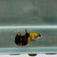 Plakat Koi Yellow Copper Female Betta N22