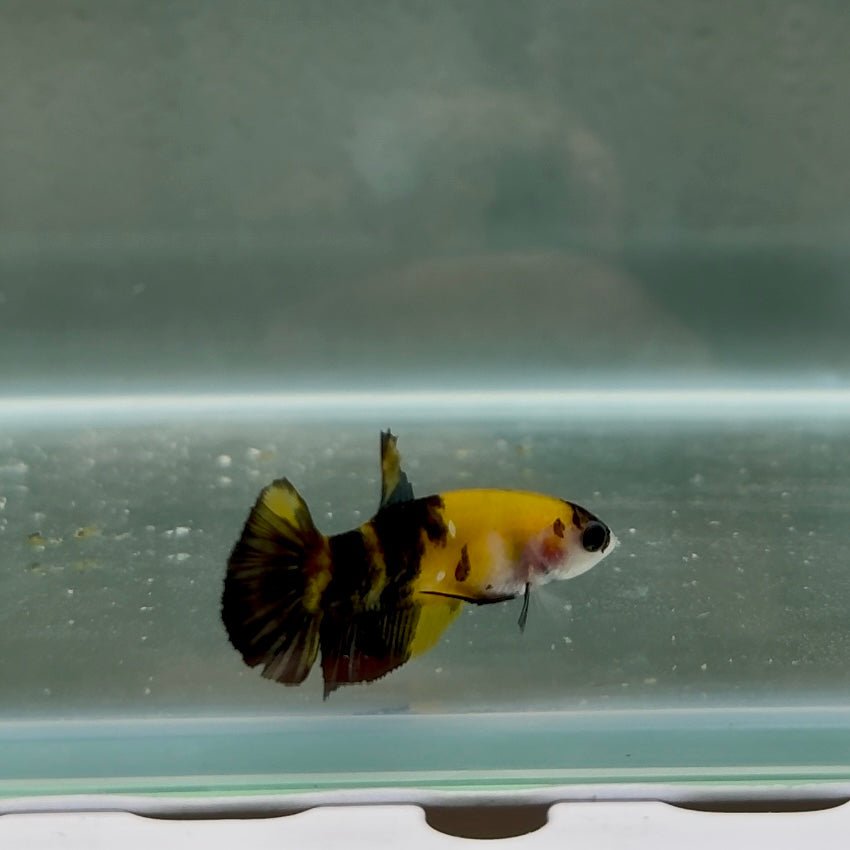 Plakat Koi Yellow Copper Female Betta N22