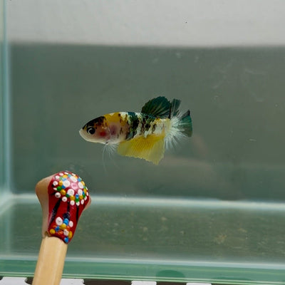 Plakat Koi Yellow Copper Female Betta N35