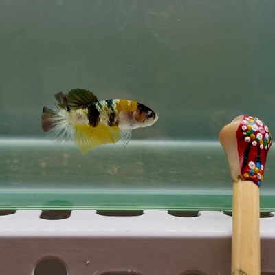 Plakat Koi Yellow Copper Female Betta N35