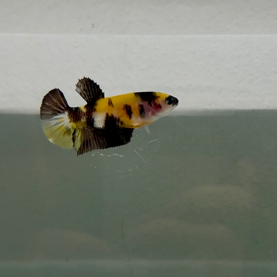 Plakat Koi Yellow Copper Female Betta N36