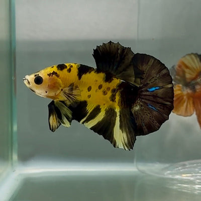Plakat Koi Yellow Copper Male Betta Au86 Live Betta Fish Male betta