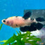 Plakat Koi Yellow Female Betta 148