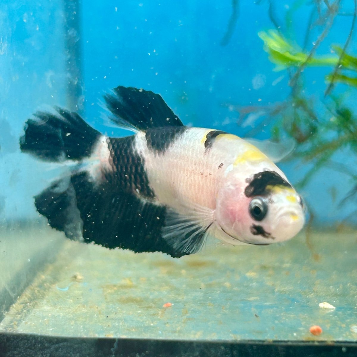 Plakat Koi Yellow Female Betta 148