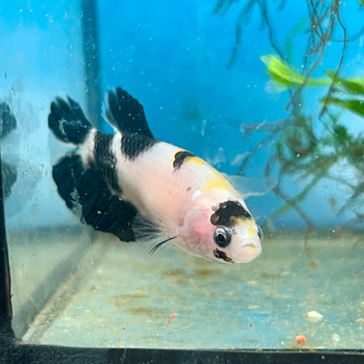 Plakat Koi Yellow Female Betta 148