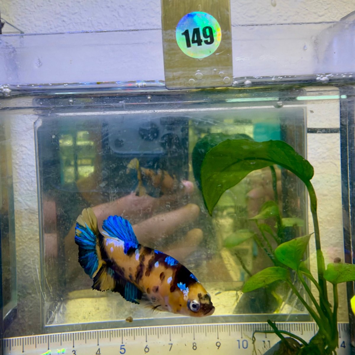 Pez betta hembra Plakat Koi amarillo #Au72
