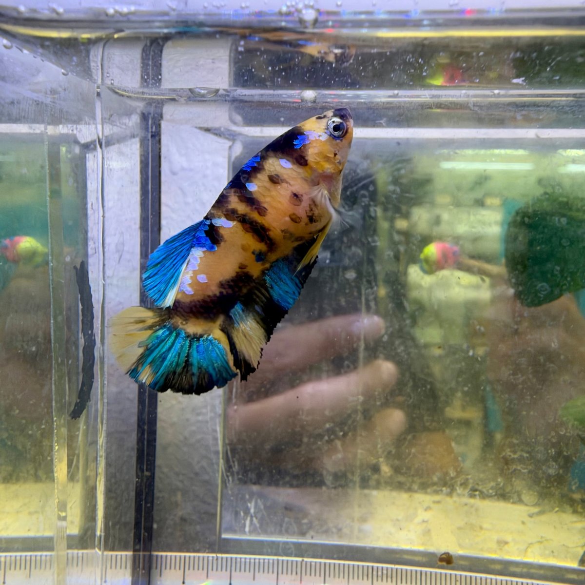 Pez betta hembra Plakat Koi amarillo #Au72