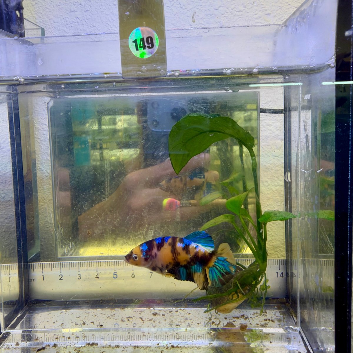 Pez betta hembra Plakat Koi amarillo #Au72