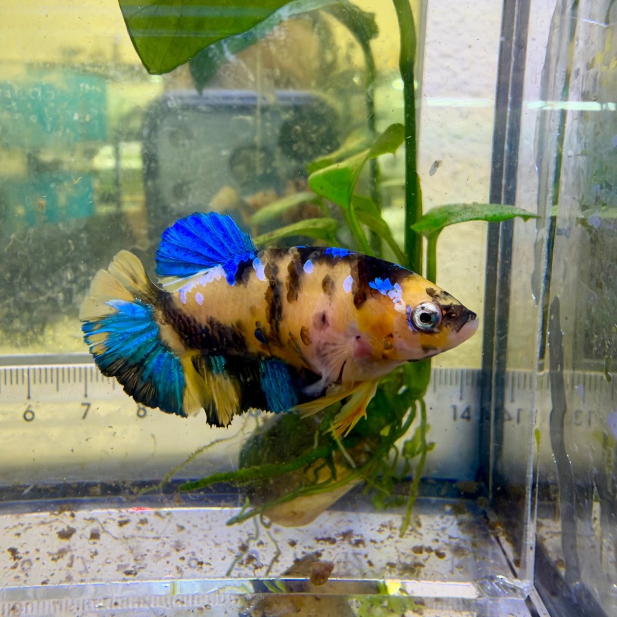 Pez betta hembra Plakat Koi amarillo #Au72