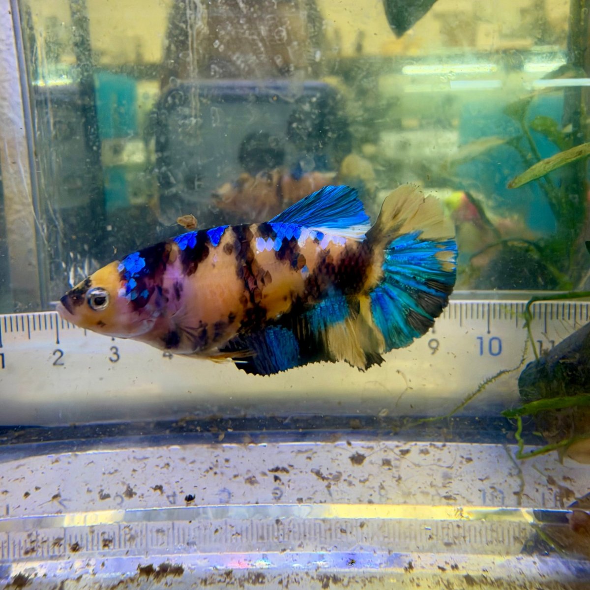 Pez betta hembra Plakat Koi amarillo #Au72