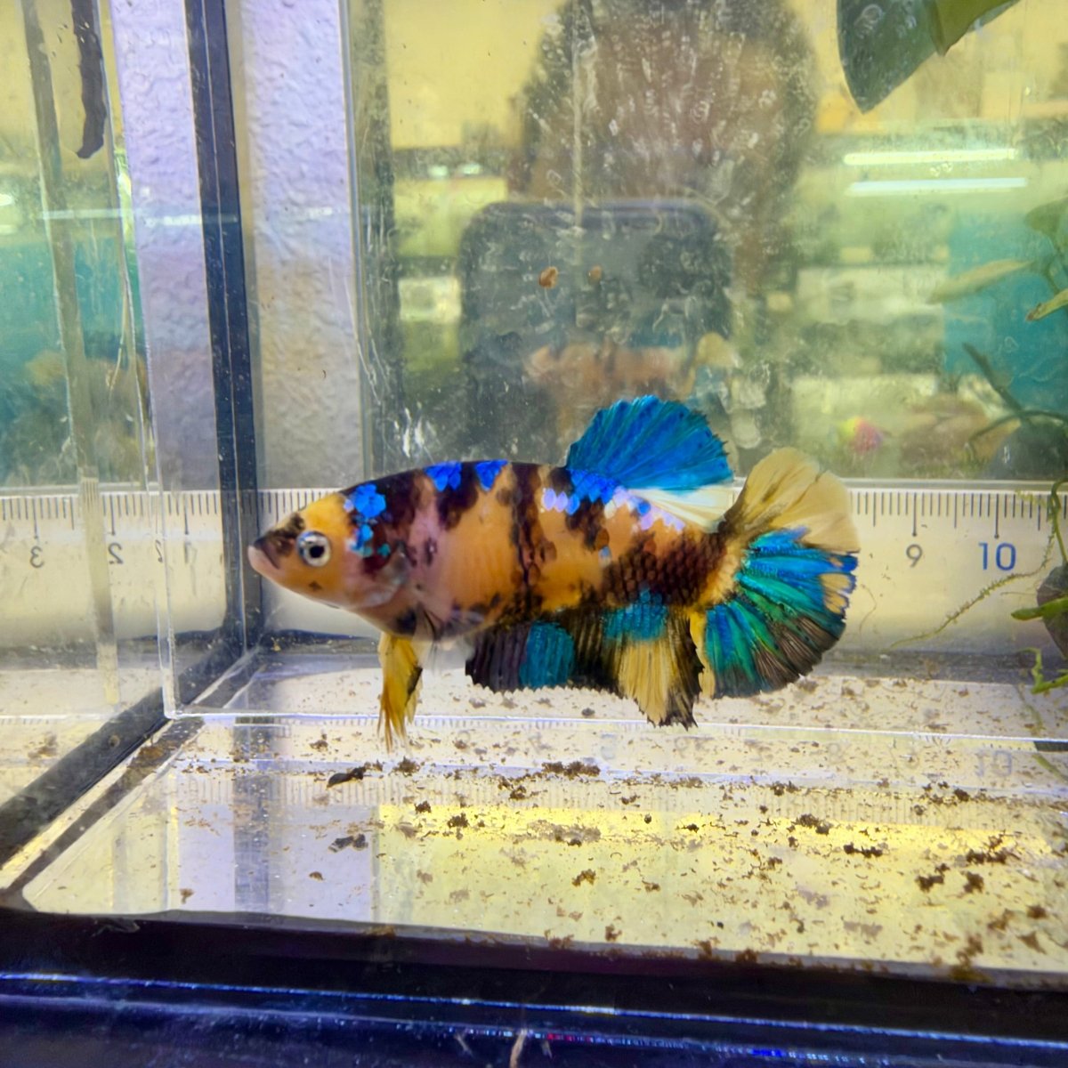 Pez betta hembra Plakat Koi amarillo #Au72