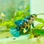 Plakat Koi Yellow Female Betta 158 Female betta