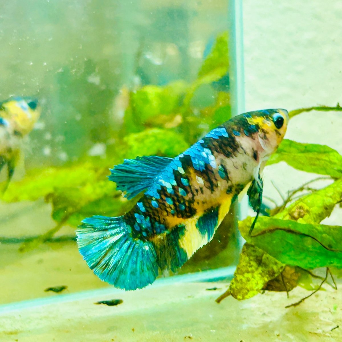 Plakat Koi Yellow Female Betta 158 Female betta