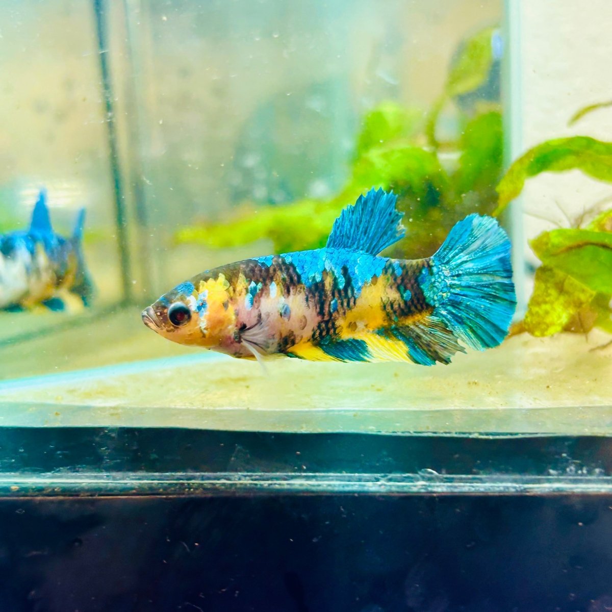 Plakat Koi Yellow Female Betta #158