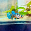 Plakat Koi Yellow Female Betta 158 Female betta