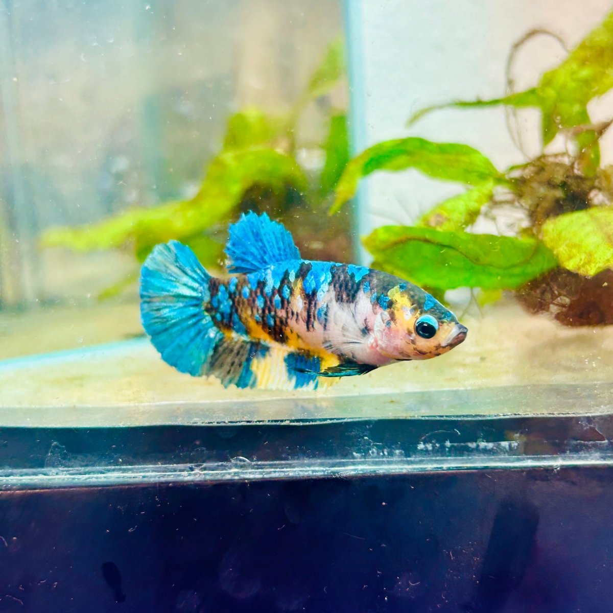 Plakat Koi Yellow Female Betta #158