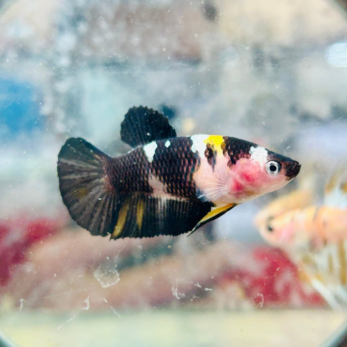 Plakat Koi Yellow Female Betta 191