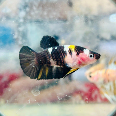 Plakat Koi Yellow Female Betta 191