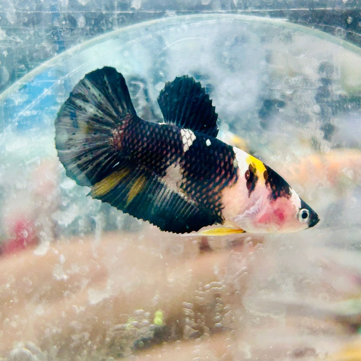 Plakat Koi Yellow Female Betta 191