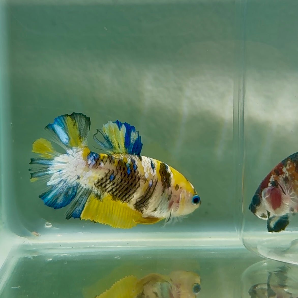 Plakat Koi Yellow Female Betta Au72 Female betta