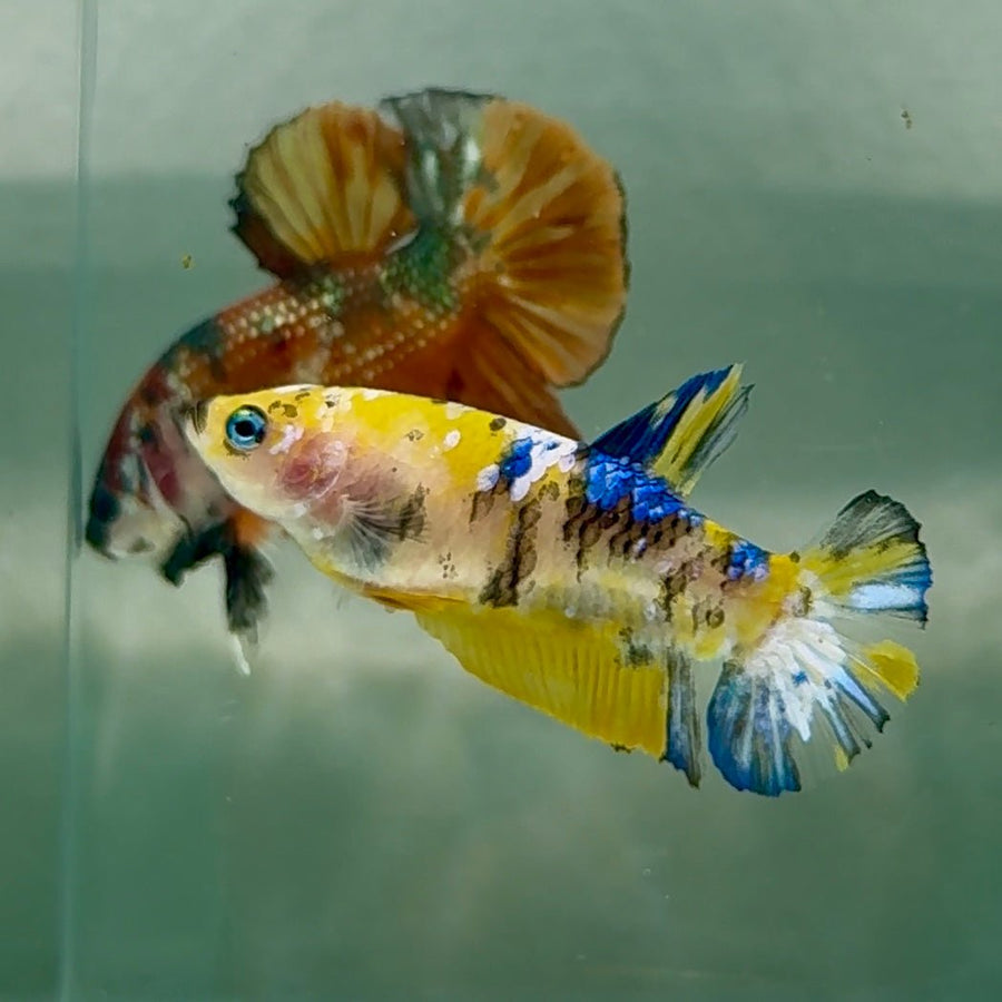 Plakat Koi Yellow Female Betta Au72 Female betta