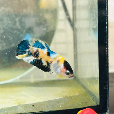 Plakat Koi Yellow Female Betta D25