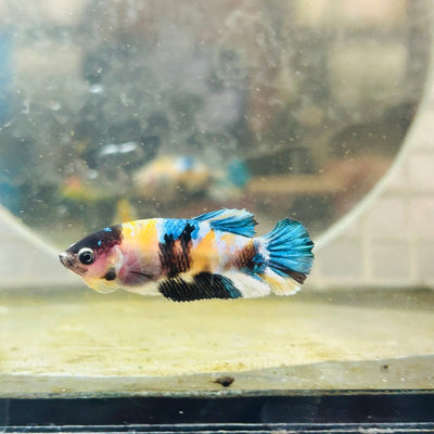 Plakat Koi Yellow Female Betta D25