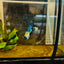 Plakat Koi Yellow Galaxy Female Betta 144 Female betta