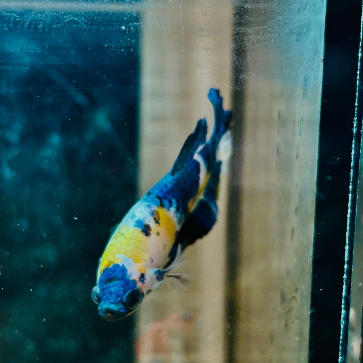 Plakat Koi Yellow Galaxy Female Betta 144 Female betta