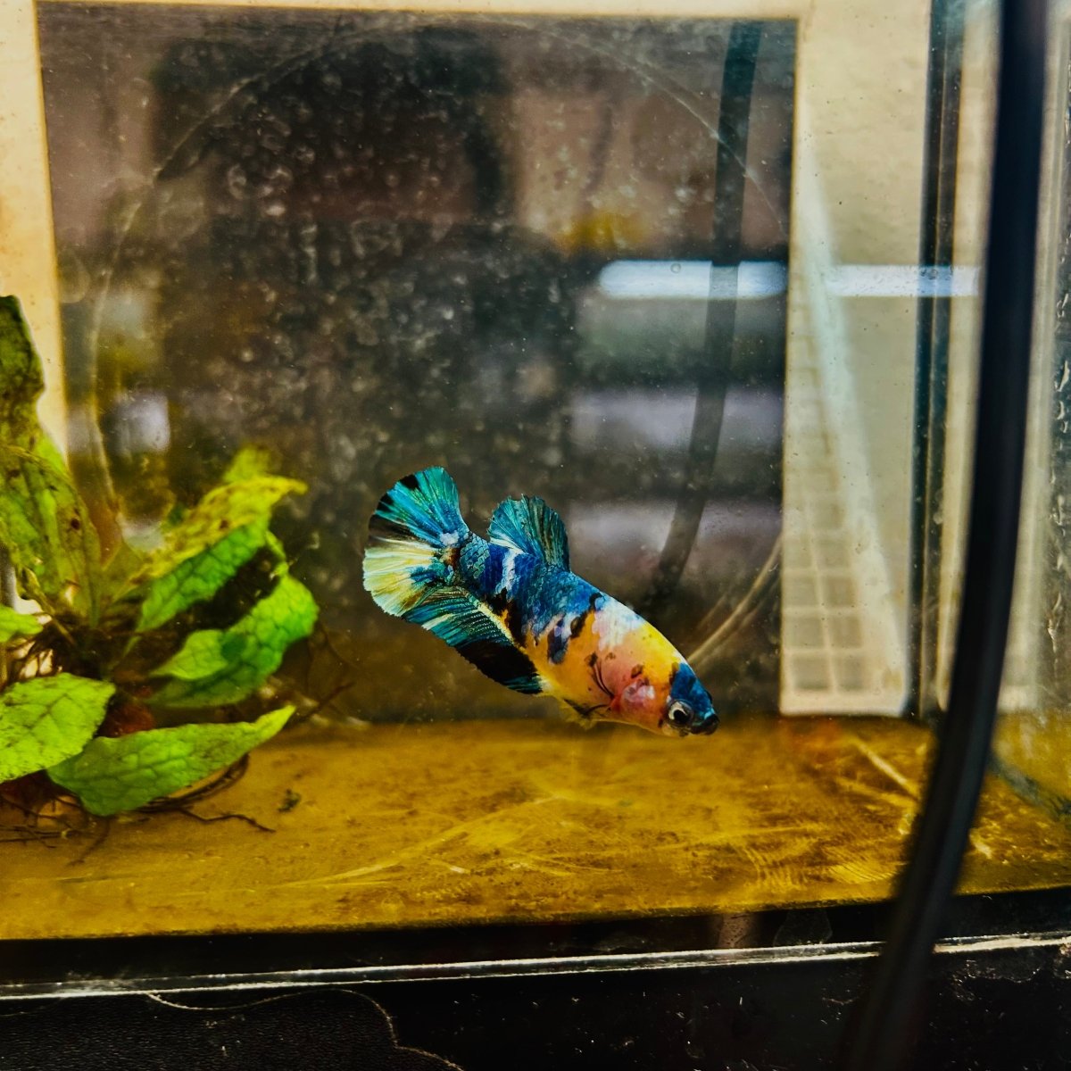 Plakat Koi Yellow Galaxy Female Betta 144 Female betta