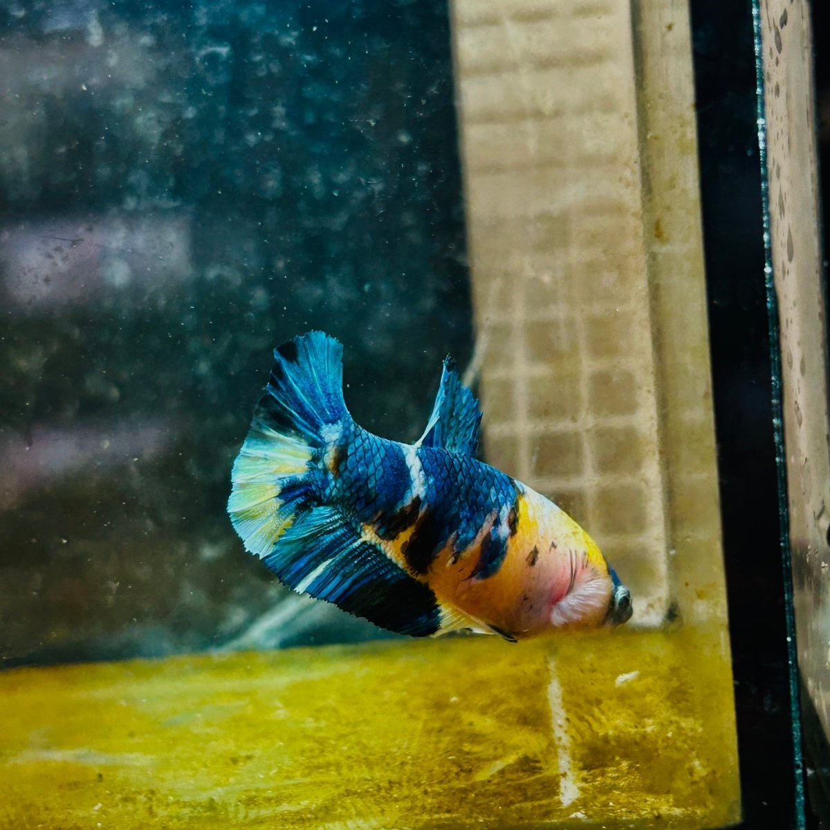 Plakat Koi Yellow Galaxy Female Betta 144 Female betta