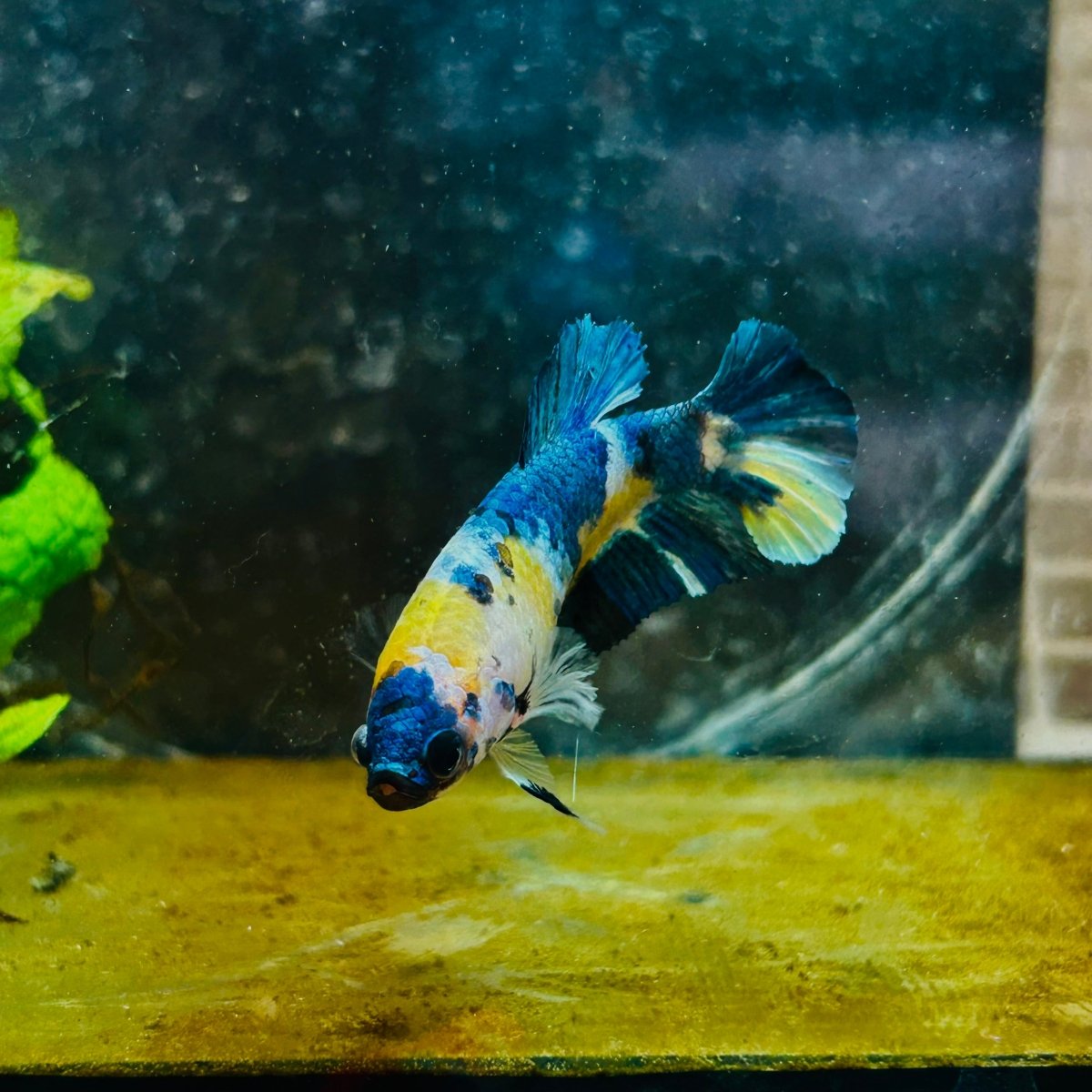 Plakat Koi Yellow Galaxy Female Betta 144 Female betta