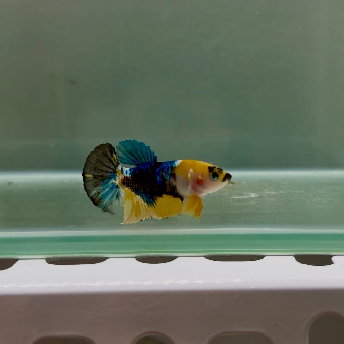 Plakat Koi Yellow Galaxy Female Betta N38