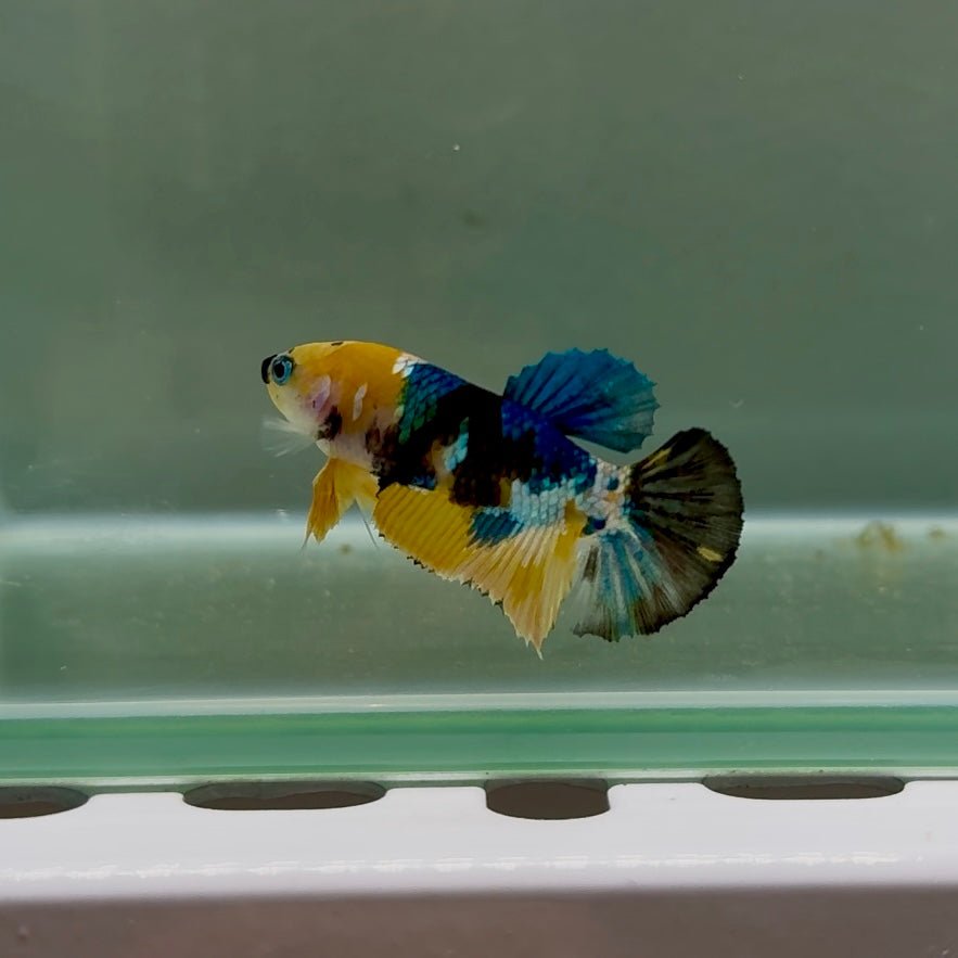 Plakat Koi Yellow Galaxy Female Betta N38