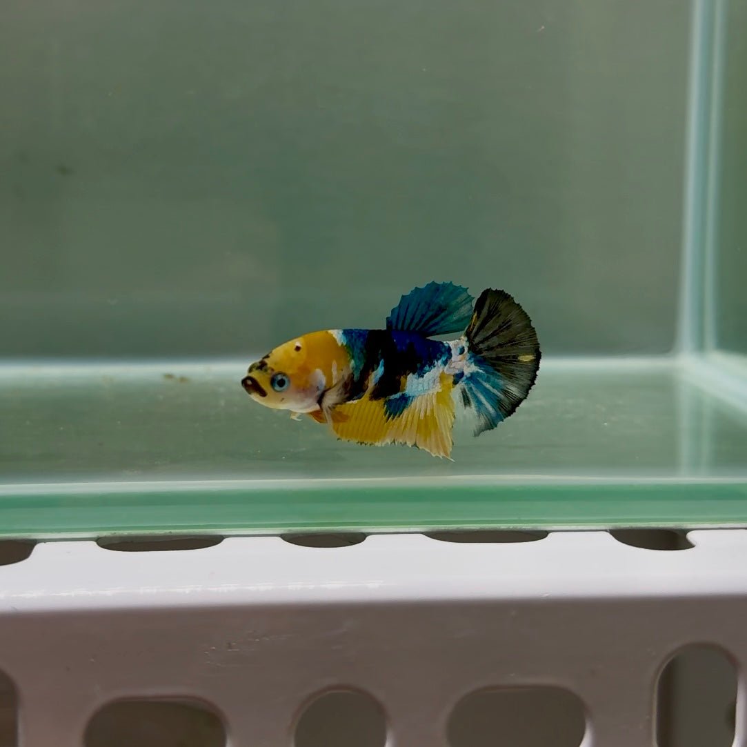 Plakat Koi Yellow Galaxy Female Betta N38