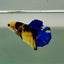 Plakat Koi Yellow Galaxy Male Betta Ju60 Live Betta Fish Male betta