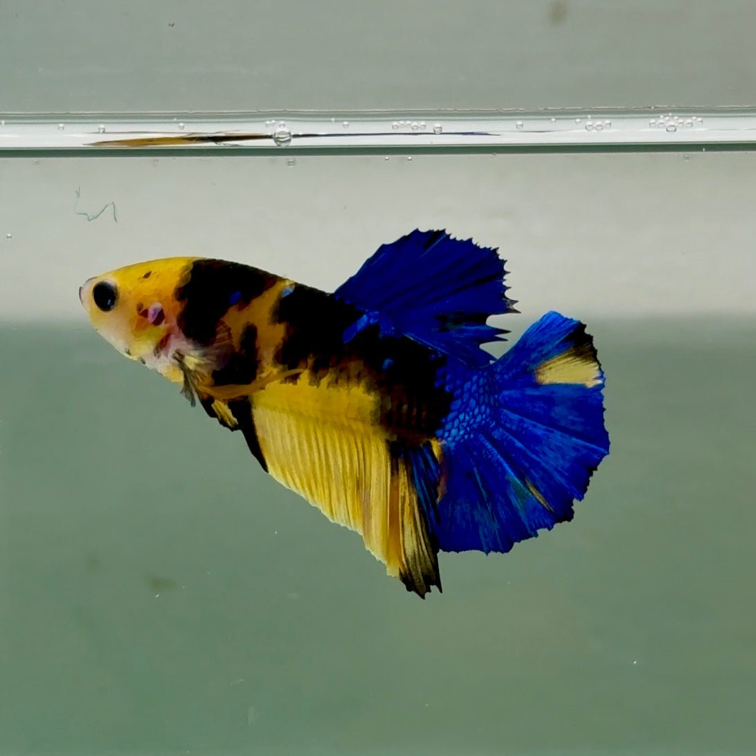 Plakat Koi Yellow Galaxy Male Betta Ju60 Live Betta Fish Male betta