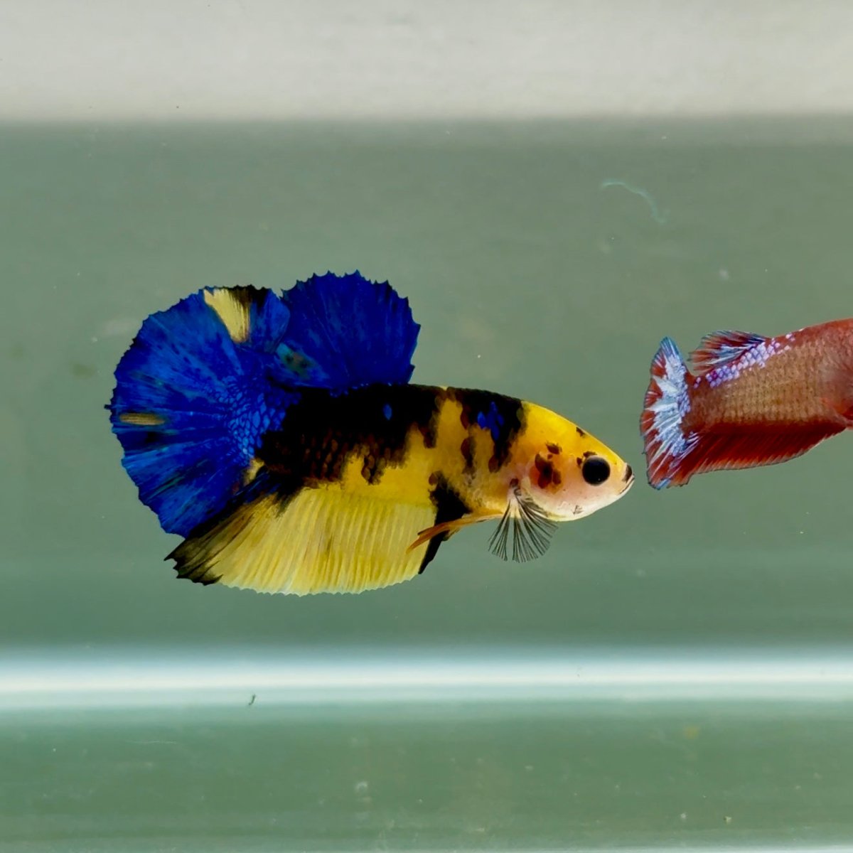 Plakat Koi Yellow Galaxy Male Betta Ju60 Live Betta Fish Male betta
