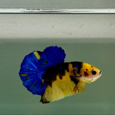 Plakat Koi Yellow Galaxy Male Betta Ju60 Live Betta Fish Male betta