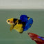 Plakat Koi Yellow Galaxy Male Betta Ju60 Live Betta Fish Male betta