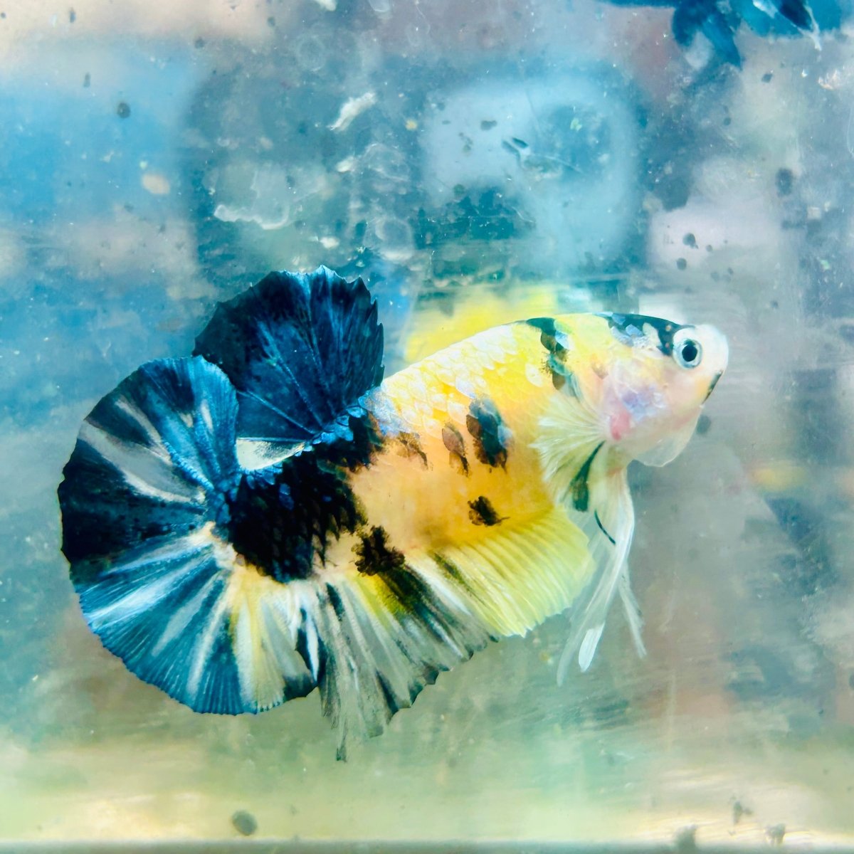 Betta Plakat Koi Amarillo Macho #103