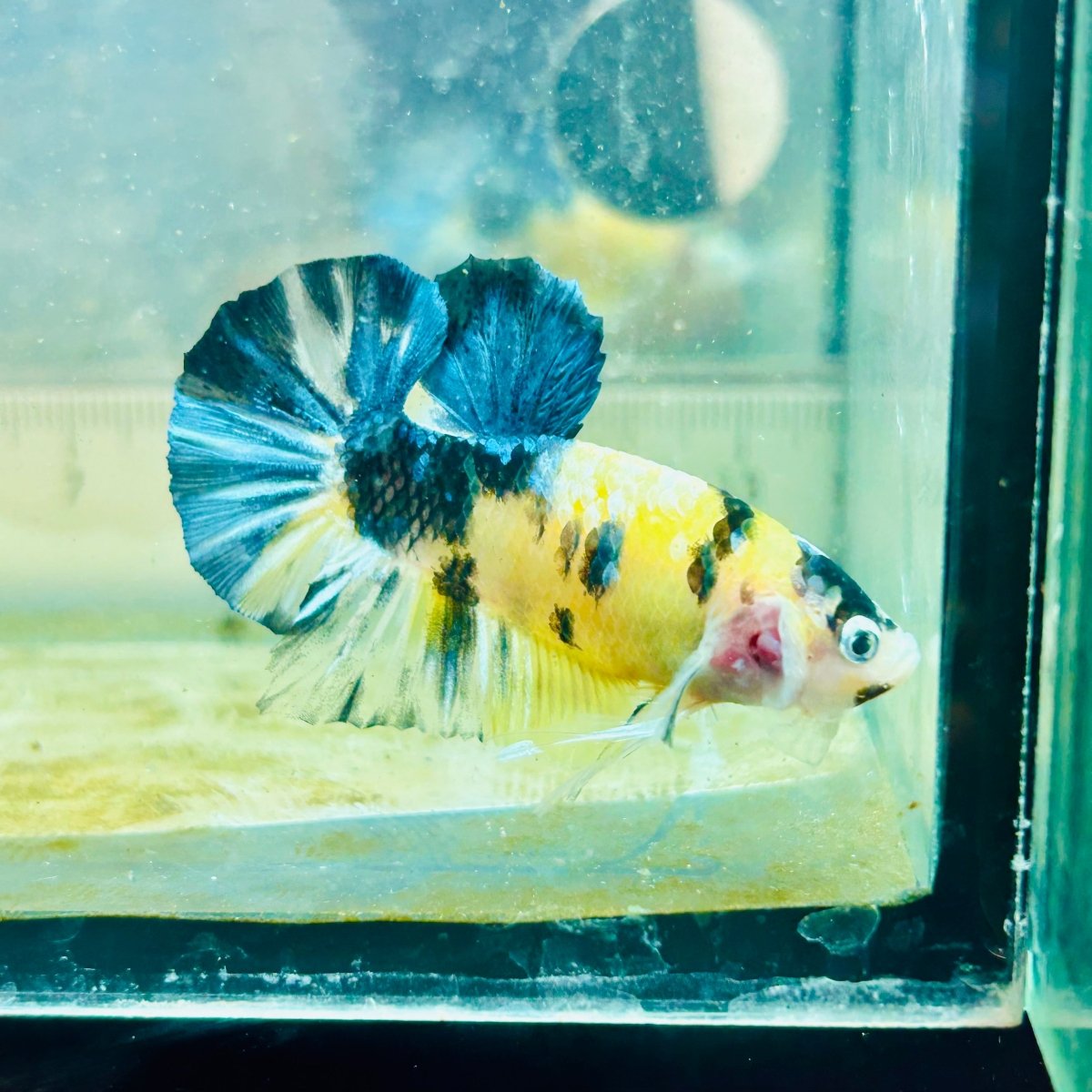 Betta Plakat Koi Amarillo Macho #103