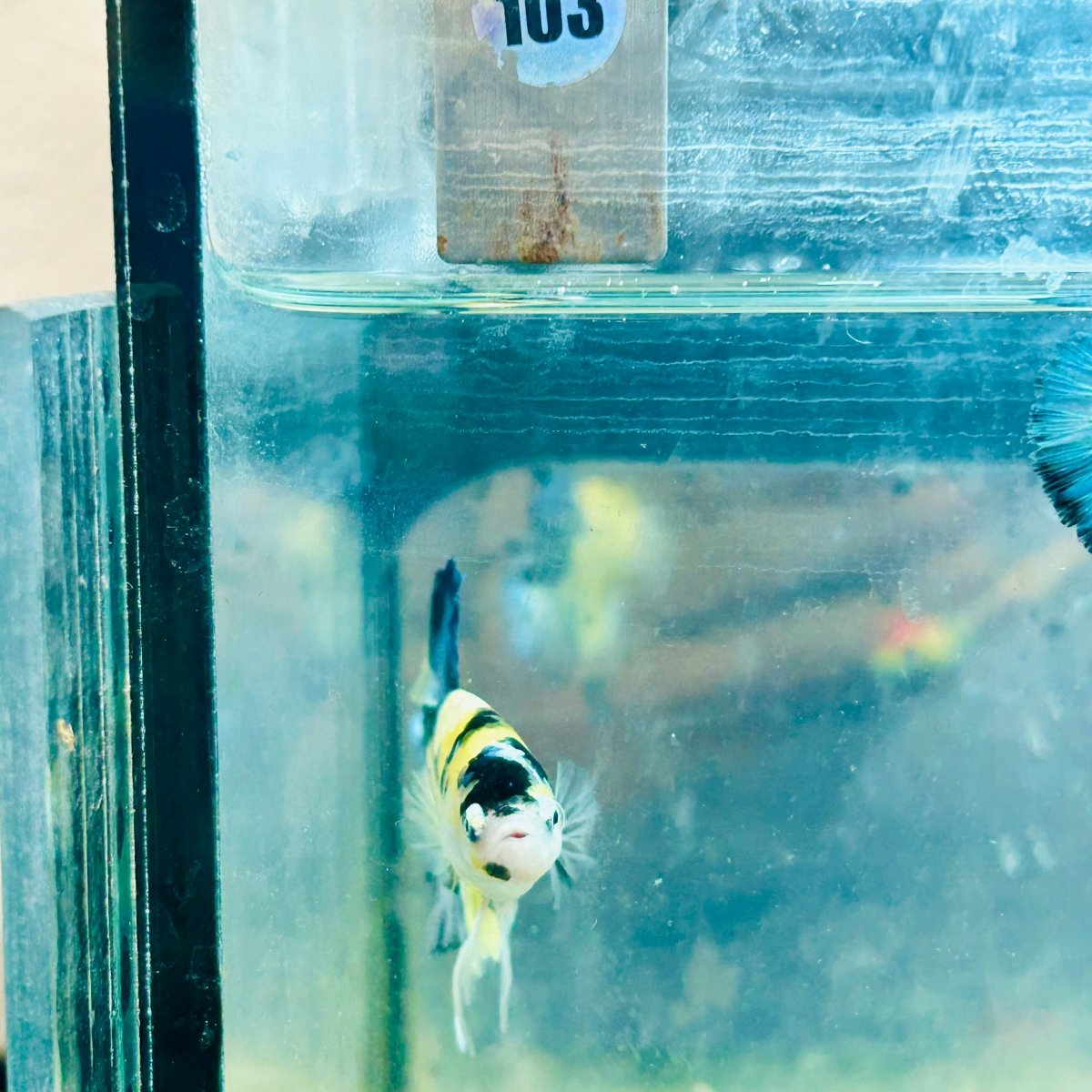 Betta Plakat Koi Amarillo Macho #103