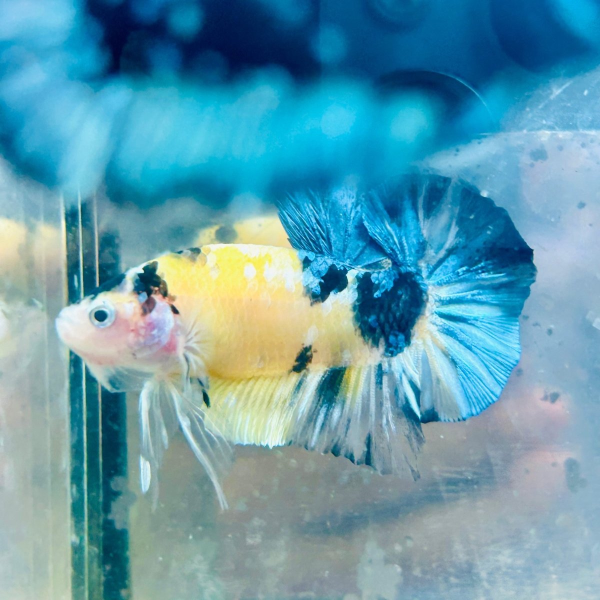 Betta Plakat Koi Amarillo Macho #103