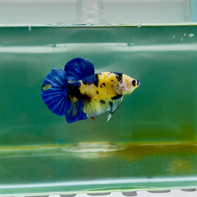 Plakat Koi Yellow Male Betta Giant M107