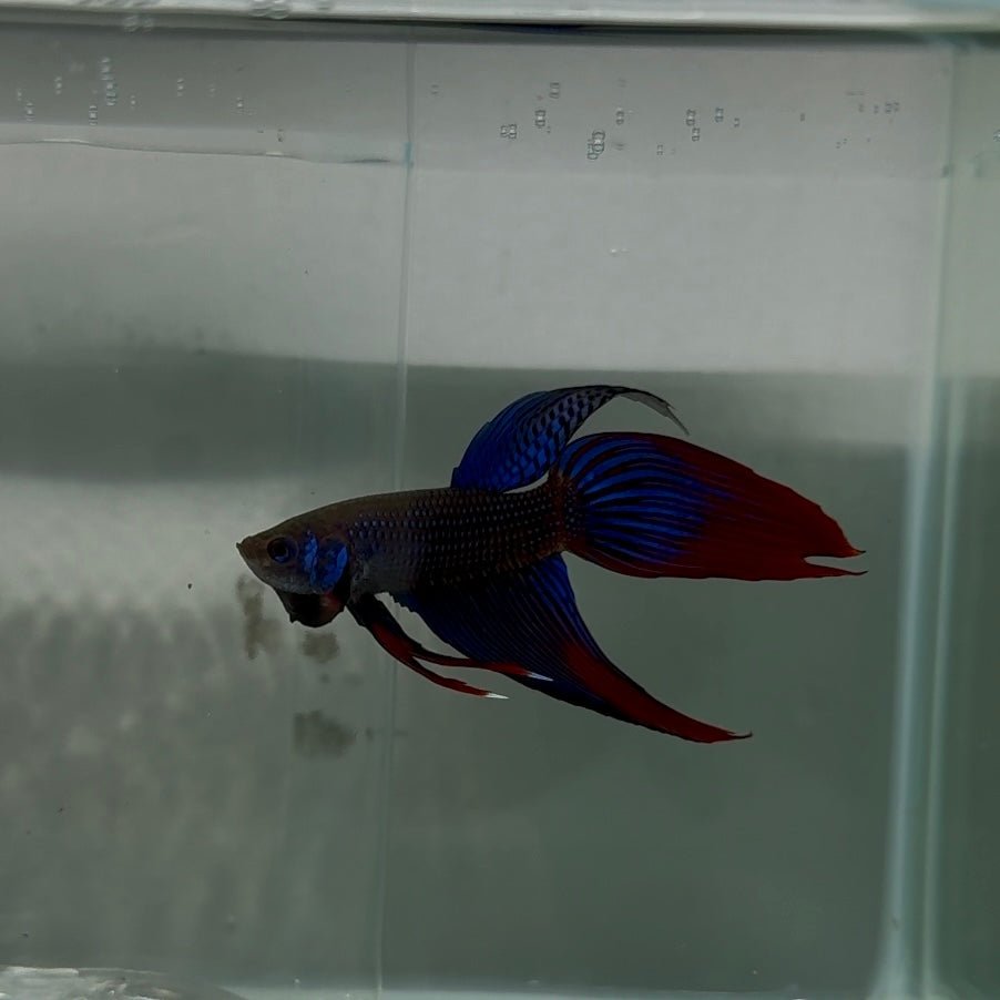 Plakat Longtail Blue Imbellis Male Betta N113
