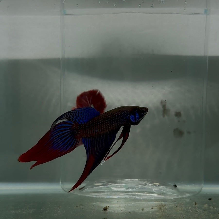 Plakat Longtail Blue Imbellis Male Betta N113
