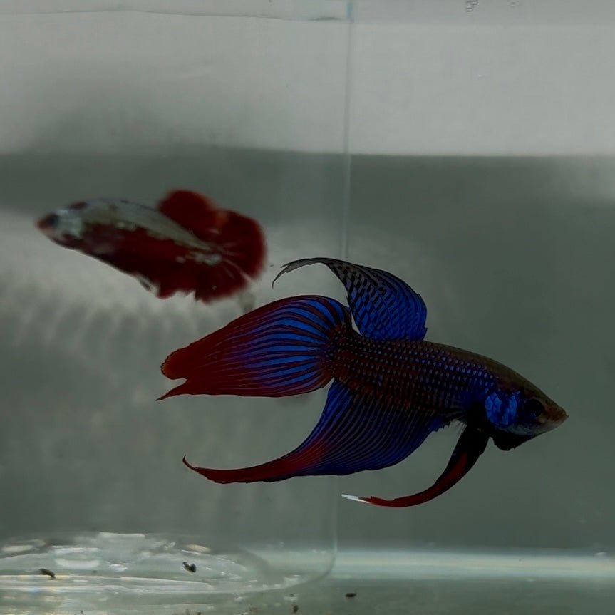 Plakat Longtail Blue Imbellis Male Betta N113