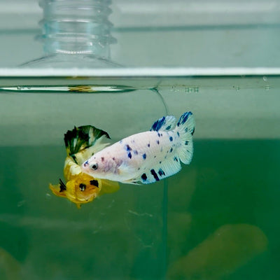 Plakat Marble Dot Female Betta F17