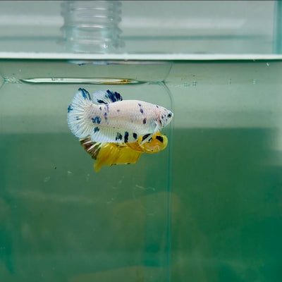 Plakat Marble Dot Female Betta F17